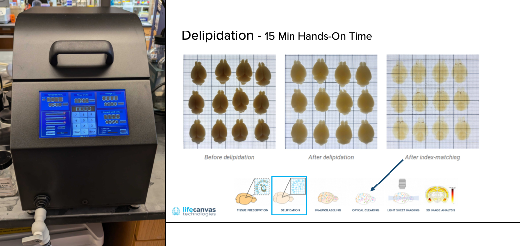 SmartBatch+ equipment and example of delipidated mouse brains